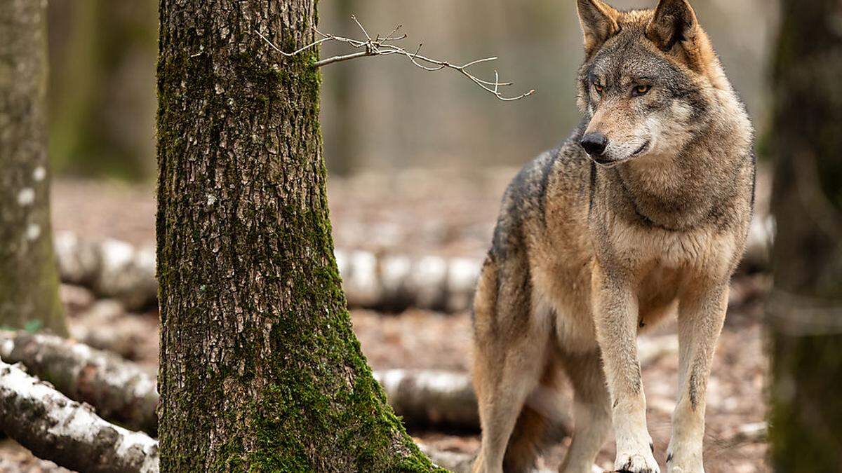 Schützenswert oder gefährlich? Die Meinungen über den Wolf gehen auseinander