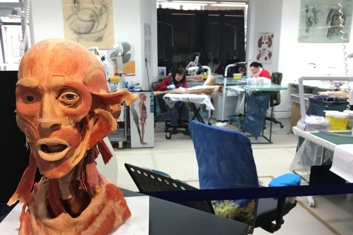 Schließlich geht es in die Positionierung: Das silikongetränkte Präparat ist noch flexibel und wird in die korrekte anatomische Form gebracht. Hier werden auch die "Alltagsposen" für Körperwelt-Plastinate eingerichtet.
