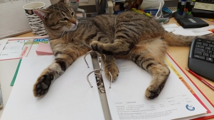 Kater Roxy ist elf Monate alt und hilft gern bei der Büroarbeit...