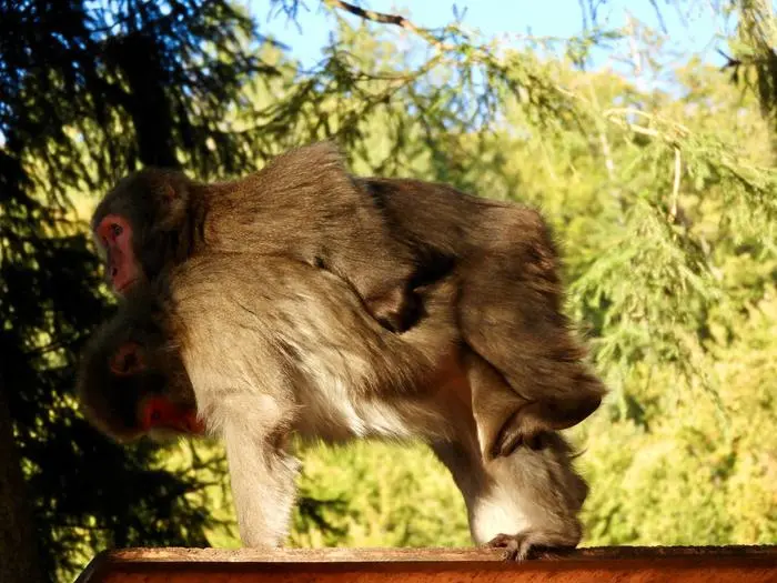 Weibchen untereinander sind variantenreicher bei Stellungen
