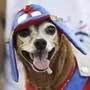 A disguised dog is seen during the 'Blocao' dog carnival parade in Rio de Janeiro, Brazil, Sunday, Feb. 12, 2012.  (Foto:Silvia Izquierdo/AP/dapd),sujet fasching, karneval der tiere, verkleidete hunde, kurioses