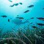 Ein Problem ist die ständig steigende Meerestemperatur auch für die Artenvielfalt unter Wasser