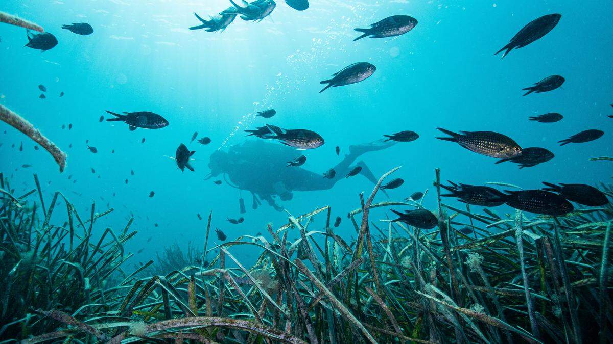 Ein Problem ist die ständig steigende Meerestemperatur auch für die Artenvielfalt unter Wasser