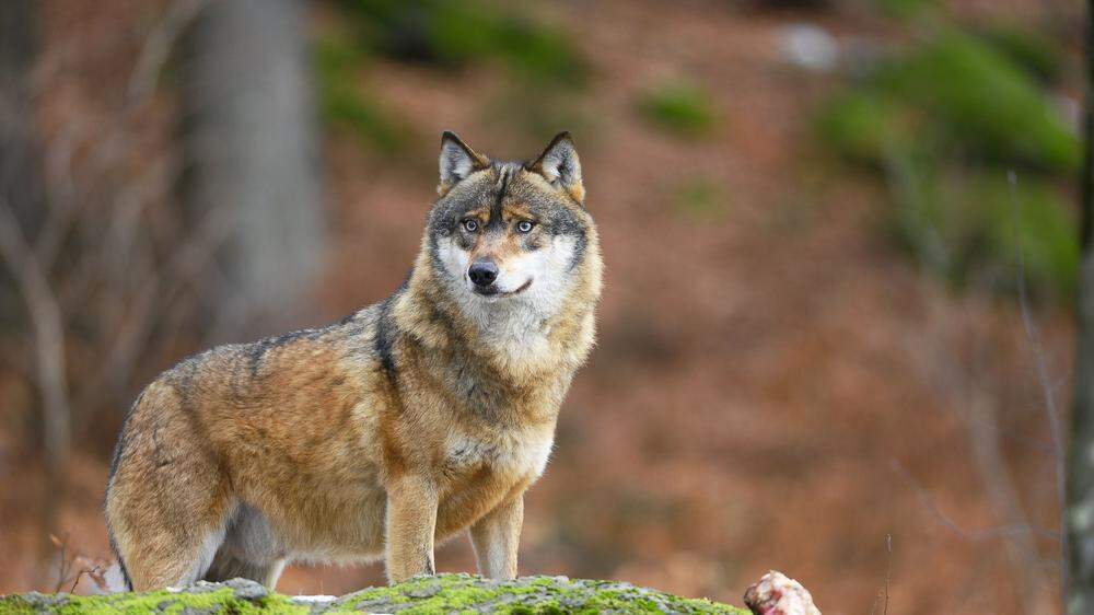 Der Wolf gerät wegen zunehmender Tierrisse ins Visier