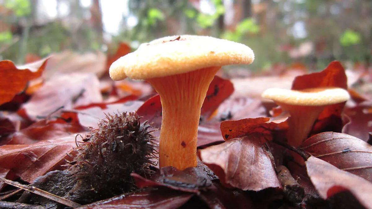 Auf dem Kreuzbergl wächst jetzt dieses Eierschwammerl
