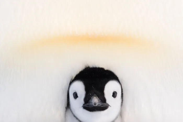 Nur mit Teamwork kann man in der Antarktis überleben: Die Weibchen übergeben das Ei nach dem Legen an die Männchen. Die Eier von Kaiserpinguinen schlüpfen am Ende des Winters, nach 2-monatiger Inkubation in der Bauchfalte der Väter. 