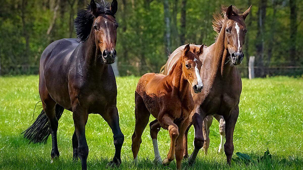 Die Pferde auf den Reiterhöfen im Lavanttal werden jetzt täglich auf die Koppeln geführt