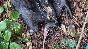 Ein Suchteam fand die getöteten Vögel