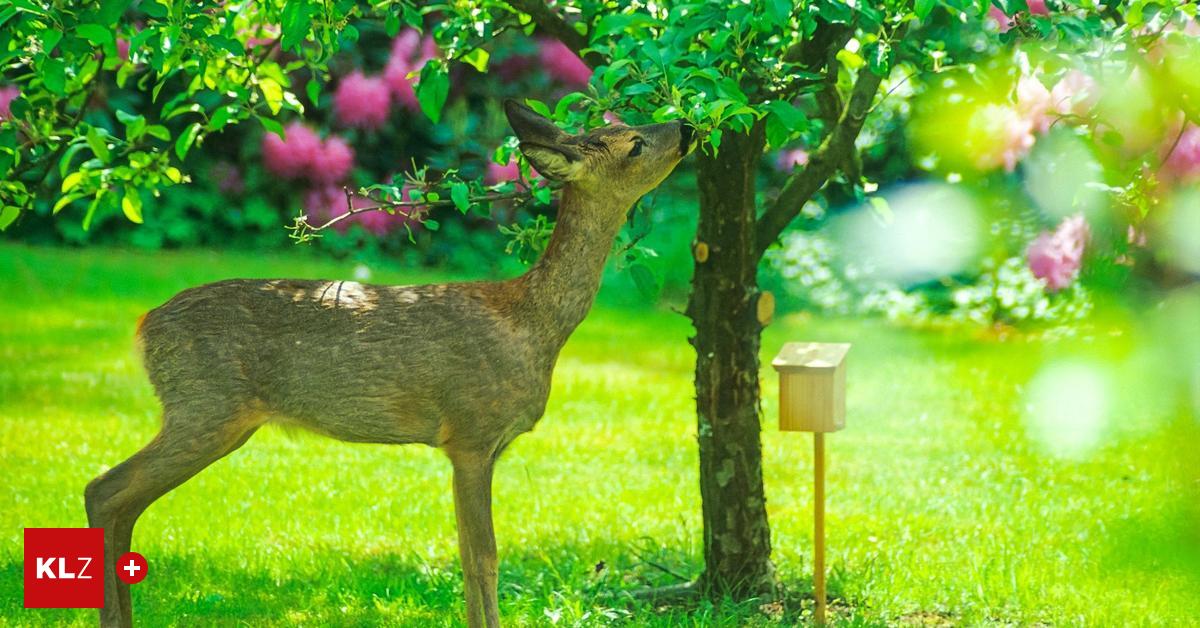 Friedliche Lösungen Was hilft gegen Rehe, die den Garten anknabbern?