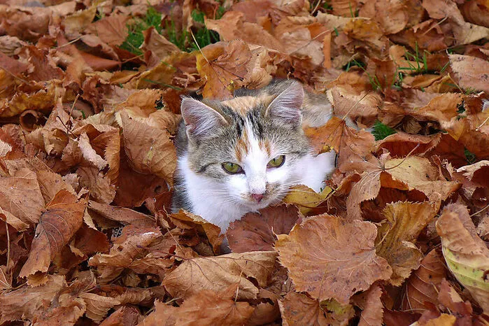 Die Katze von Leserreporterin Maria Fank aus Wenigzell hat einen besonderen Lieblingsspielplatz – mitten im raschelnden Herbstlaub. Fank drückte sogleich auf den Auslöser ihrer Kamera und hielt den Moment fest.