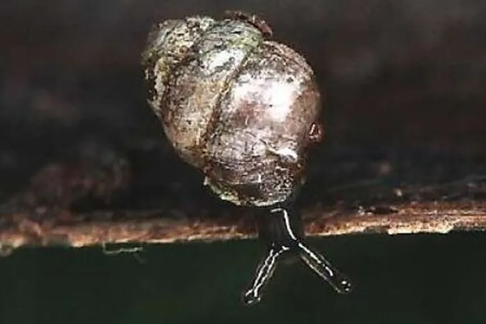 Die bauchige Windelschnecke misst nur 2 Millimeter. Sie istin vielen Ländern bereits ausgestorben.