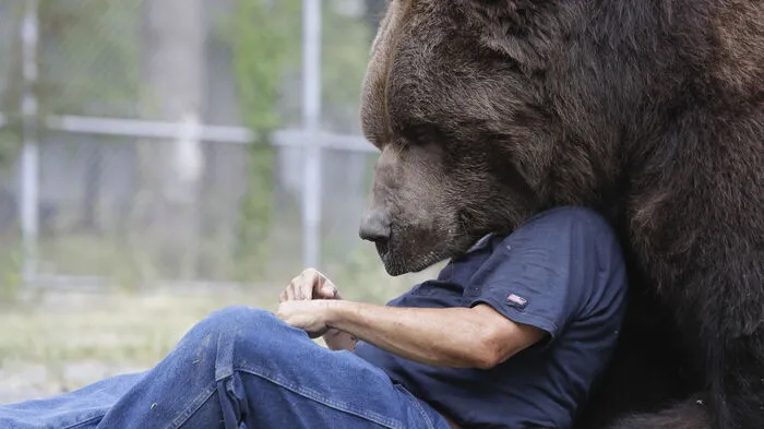 Jimbo, der Kodiakbär, lebt in einem Wildlife Center in Otisville, New York. 