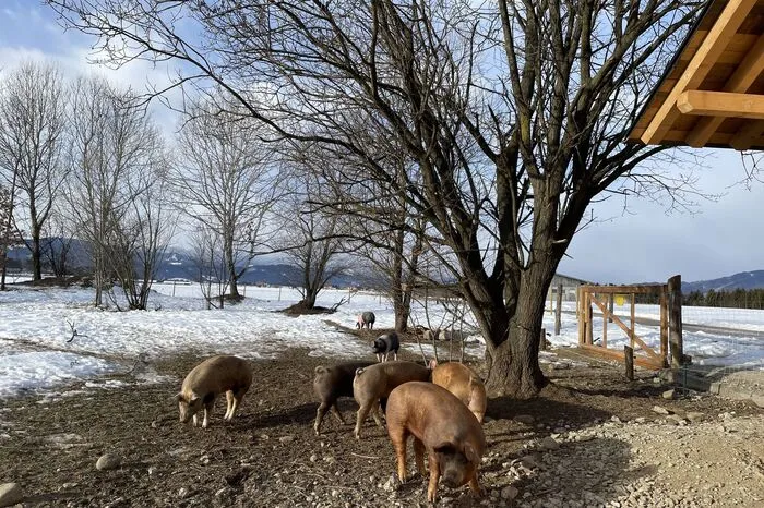 Hier leben aktuell 14 Jungschweine.