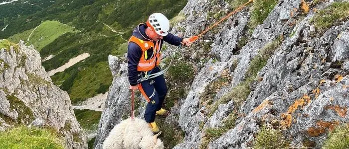 Ein Bergretter und ein Schaf in einer Felswand.