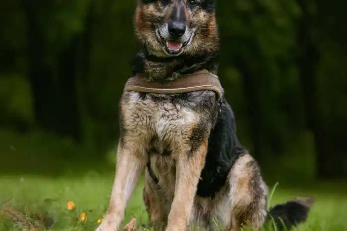 Schäferhund, 2016
„Heck“ kam als Findling zu uns und dürfte vieles erlebt haben, wodurch er fremden Menschen gegenüber misstrauisch ist und sich abweisend verhält. Wenn er Vertrauen gefasst hat, (das man sich hart erkämpfen muss) ist er ein toller Gefährte für sehr hundeerfahrene Menschen!
Er liebt ausgiebige Schmuseeinheiten, wildes Toben und lange Spaziergänge, auch in Hundegruppen, wobei er Hündinnen bevorzugt.
Kleintiere zählen nicht zu seinen Freunden, mit hundeerfahrenen Katzen hat er kein Problem und ist sehr interessiert. Heck sucht einen liebevollen Lebensplatz bei Menschen ohne Kinder mit Erfahrung und sehr viel Geduld.
Heck hat schon gebissen!