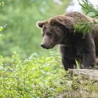 Vereinzelt wandern Braunbären aus Slowenien oder Südtirol nach Österreich