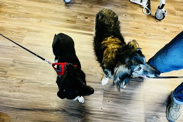 Motte und Ronja.