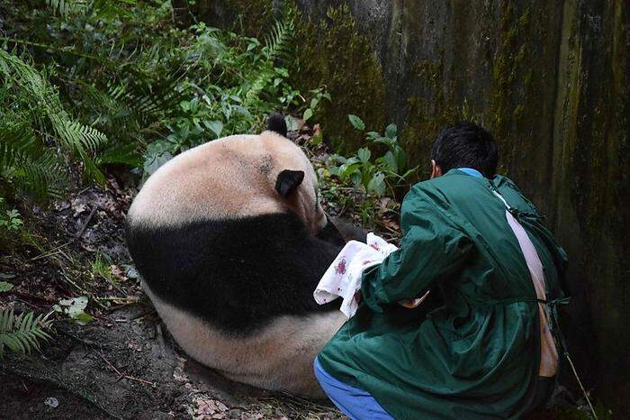 Pandabärin Cao Cao brachte ihr Junges bereits am Montag auf die Welt