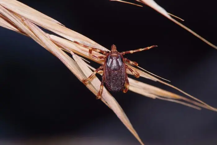 Die Riesenzecke erkennt man an den gelben Flecken auf den Beinen