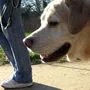Hundebesitzer und ihre Vierbeiner müssen weiterhin Geduld haben