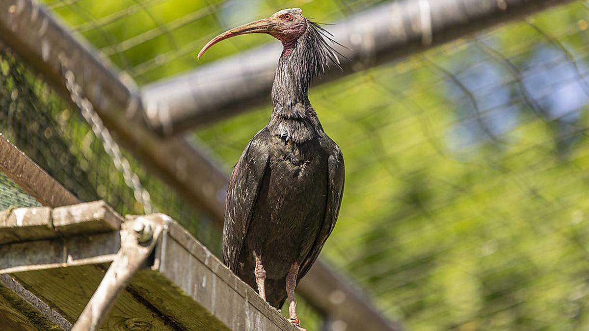 50 sesshafte Waldrappe und neun ziehende leben derzeit im Tierpark Rosegg