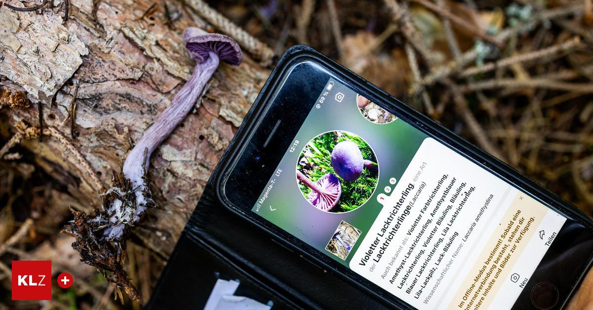 Test-im-Wald-Wie-gut-funktionieren-Pilz-Apps-wirklich-