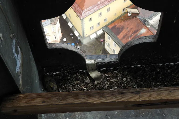 "Heuer haben sie sich 25 Meter höher niedergelassen."