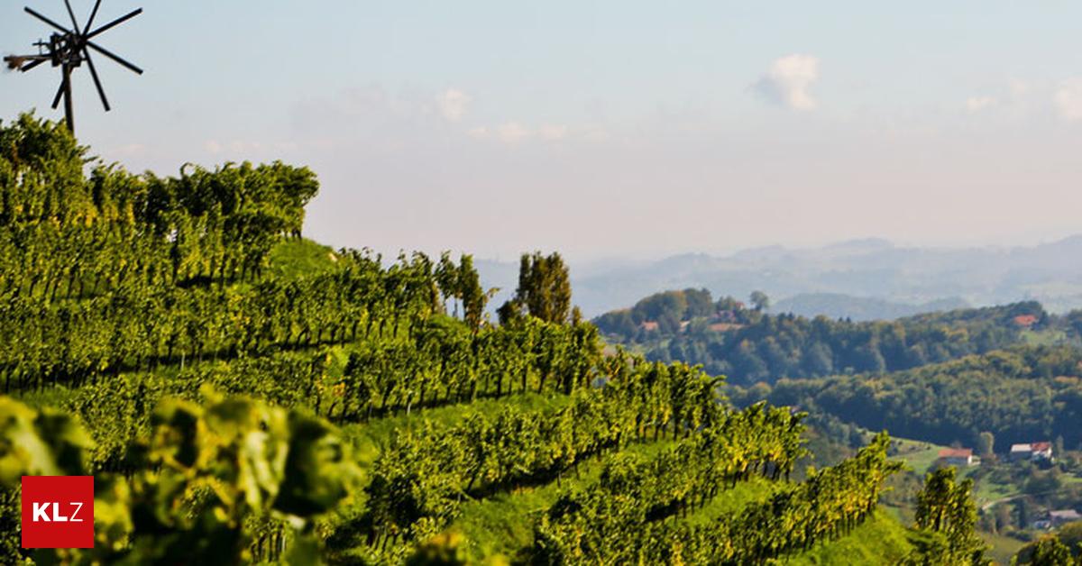 Thema BioWeinbau ''In der Weinszene gärt es''