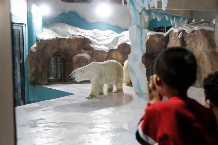 Auf den Bildern sind ausgewachsene Eisbären zu sehen, die über eine nachgebildete Eisscholle laufen, durch das beengte Wasserbecken tauchen oder erschöpft herumliegen.
