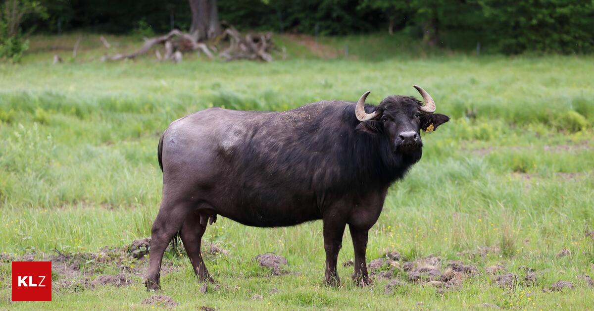 Mit Wasserbüffeln überfordert: Landwirt wegen Tierquälerei vor Gericht