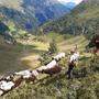 126 Schafe wurden am Montag von der Rieder Alm abgetrieben, um sie vor dem Wolf zu retten 