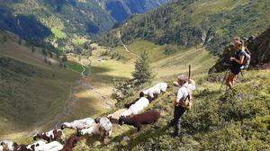 126 Schafe wurden am Montag von der Rieder Alm abgetrieben, um sie vor dem Wolf zu retten 