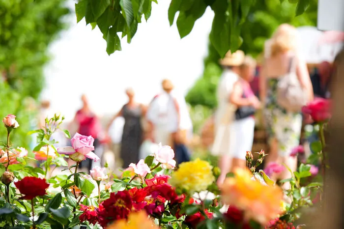 Die Königin der Blumen können Niederösterreich-Urlauber im Rosarium der Kaiserstadt Baden/Thermenregion Wienerwald bewundern. Über 800 Sorten gedeihen im größten Rosengarten der Alpenrepublik. 