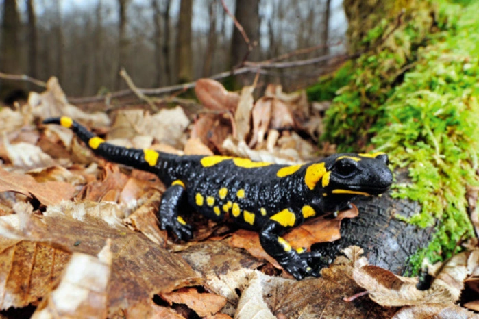 Wer hätte das gedacht? Auch der Feuersalamander hat Giftdrüsen. Vorsicht heißt es vor allem für Hundehalter. Denn wenn ein Hund einen Feuersalamander ins Maul nimmt, kann das für ihn sogar tödlich enden.
