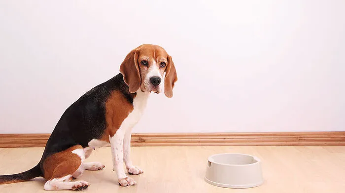 Testsieger:  „Feine Pastete mit Rind & Landgemüse“-Hundefutter der Exklusivmarke „Romeo“ von Hofer 