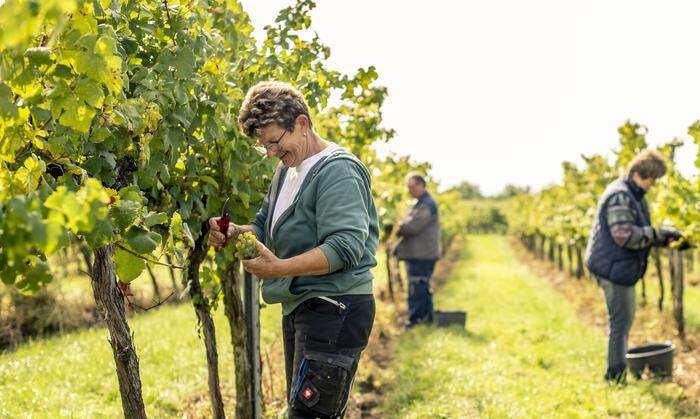 In der traditionsreichen Weinkellerei arbeitet ein Team aus Spezialisten, die sich mit Leib und Seele ihren Fachgebieten widmen