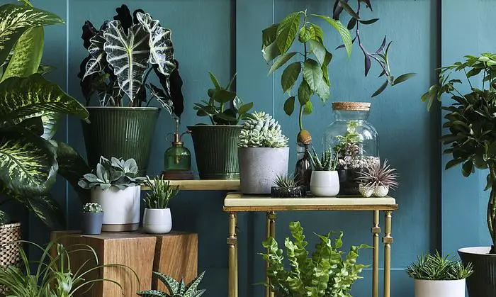 Mit Pflanzen kann man sich die Natur ins Homeoffice holen