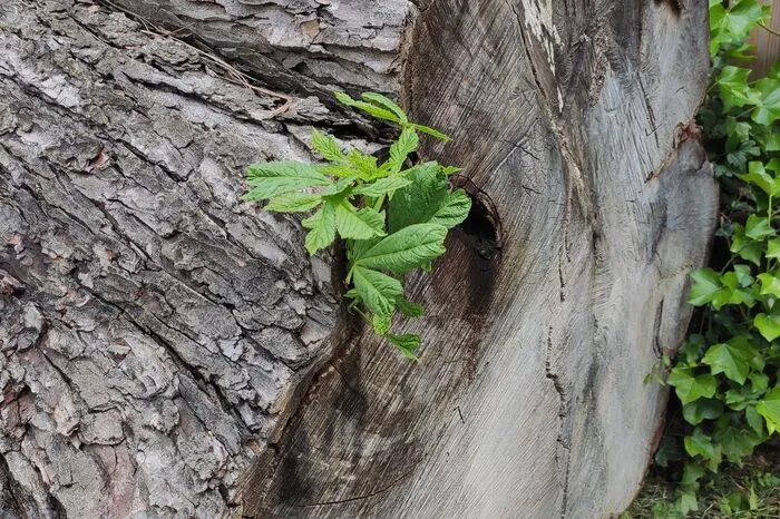 Ein Baum mit speziellem Bewuchs