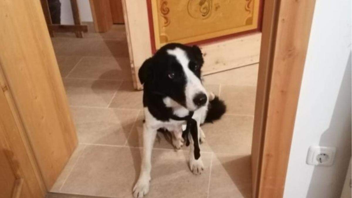 Wo ist mein Herrl? Ein Border Collie wartet in Kartitsch auf seinen Besitzer