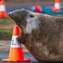 „Neil the Seal“ muss im Extremfall eingeschläfert werden