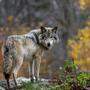 In ganz Europa leben mittlerweile rund 20.000 Wölfe
