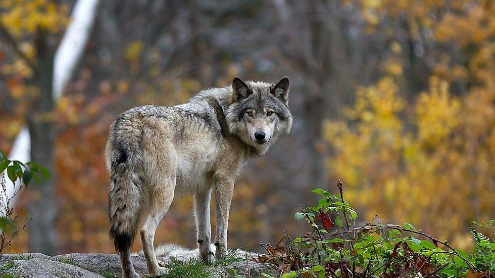 In ganz Europa leben mittlerweile rund 20.000 Wölfe