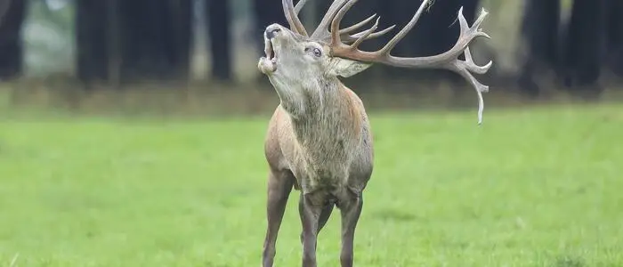 Wilderer tötete zwei Hirsche (Symbolfoto)