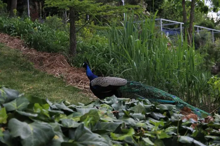Ein Pfau beim Spaziergang durch das Gartenareal
