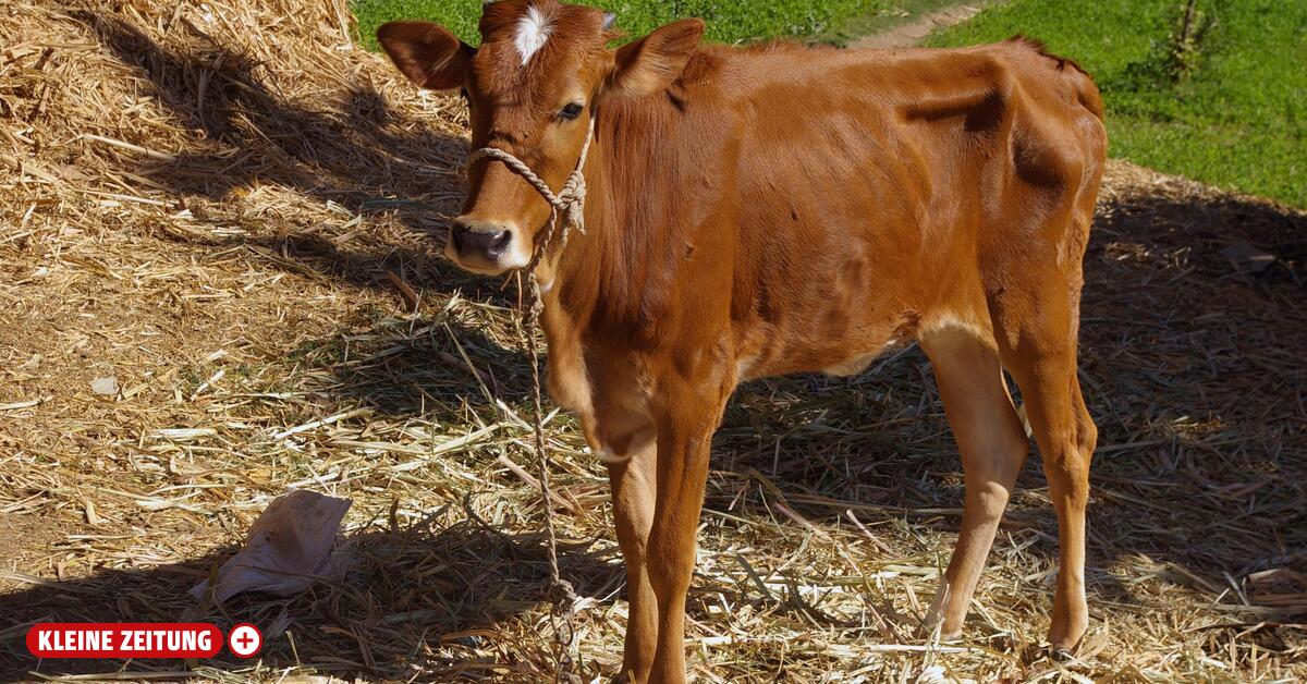 Landwirt steht seit 16 Jahren im Verdacht der Tierquälerei