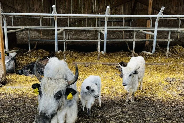 Yaks im Stall von Christian Bachler