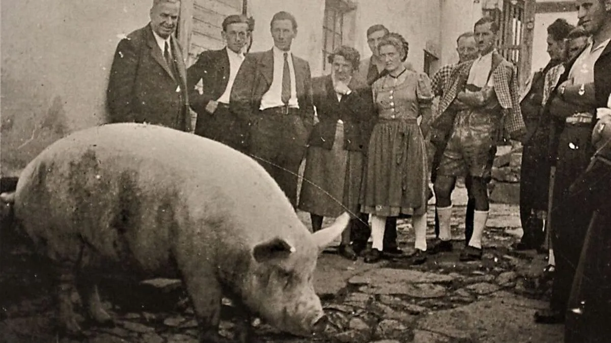 Eine große Sau wie jene aus Hummersdorf bei Radkersburg, war der Stolz des Bauern und wurde einst auch von den Nachbarn bewundert.
