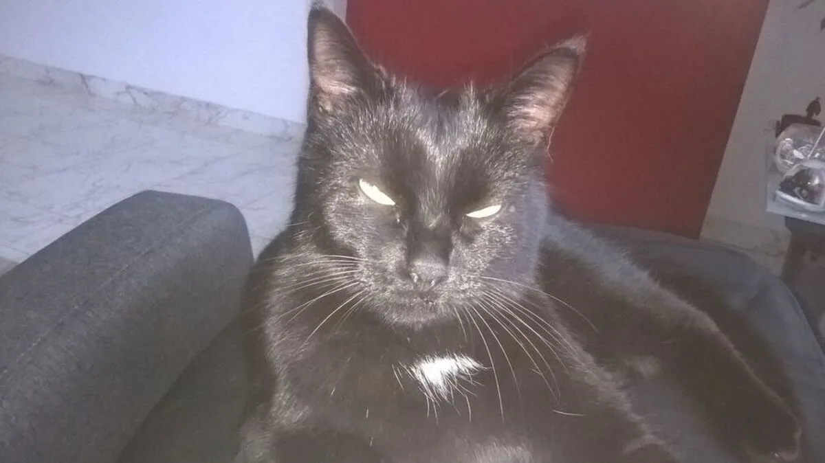 Katze "Tilly" ist nach ihrem Abenteuer wieder sicher in ihrem Zuhause in Hochtregist