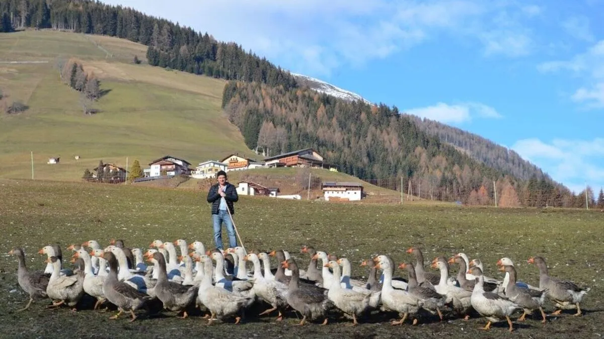 Auf dem Ehrenfelderhof in Anras wachsen die Tiere natürlich auf, ehe sie als Martini- und Weihnachtsgänse im Backofen landen