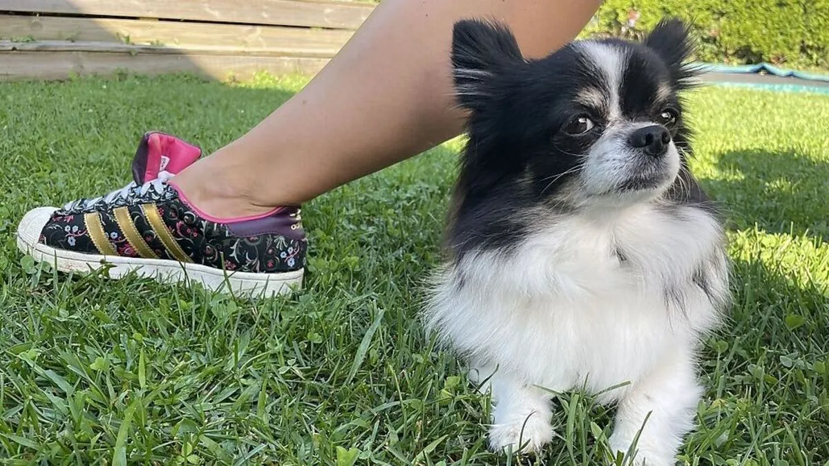 "Sunny" ist ein Champion im Hundetanz